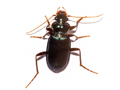 Leistus spinibarbis